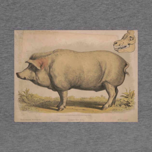 Vintage Illustration of a Domesticated Pig (1874) by Bravuramedia